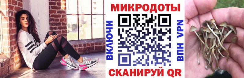 Галлюциногенные грибы Psilocybe  блэк спрут вход  Тогучин  наркотики 